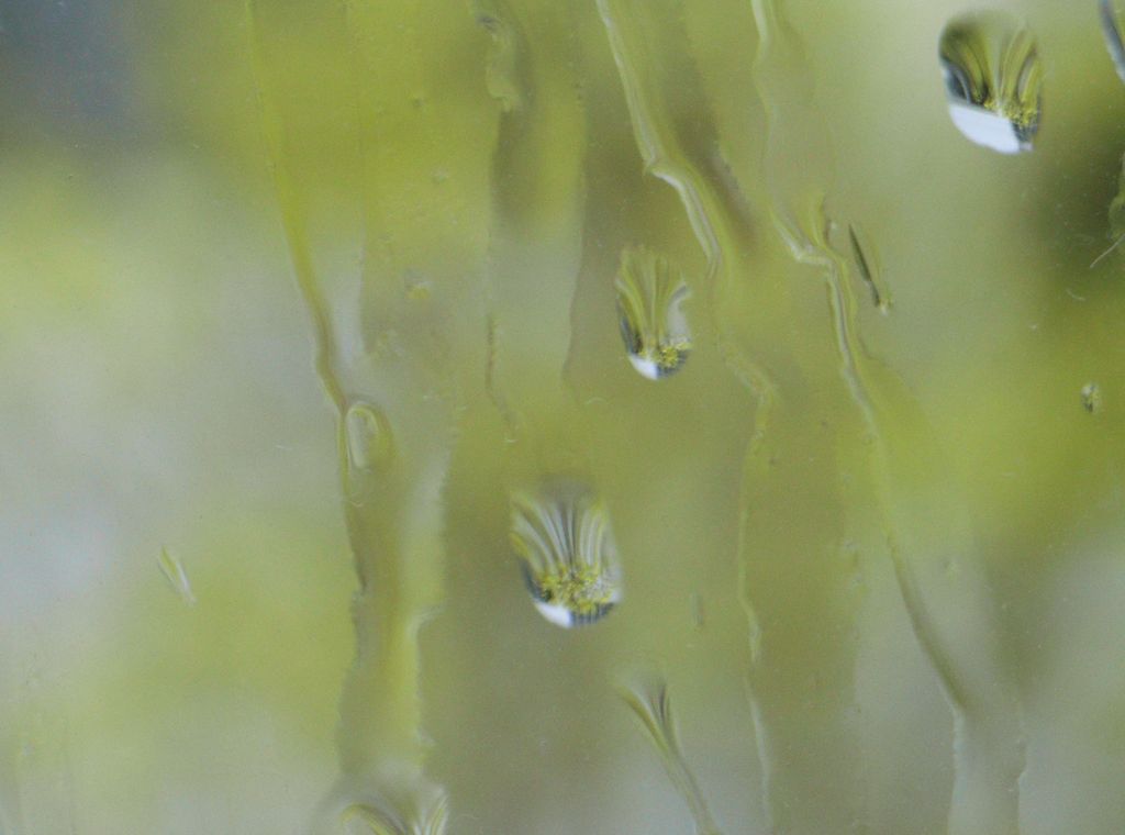 雨のレンギョウ_c0025115_17394975.jpg