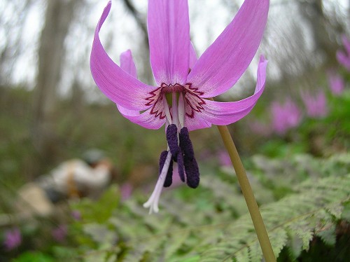 小樽赤岩のお花_c0048117_12121624.jpg