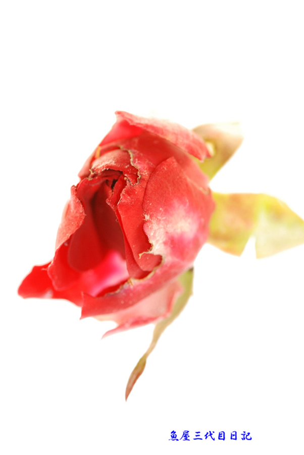 小薔薇........... 蟲喰い（花の切なさを写真に）_d0069838_2153448.jpg