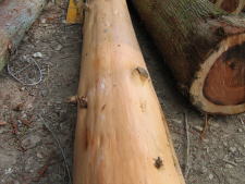 e0049740_18351576.jpg