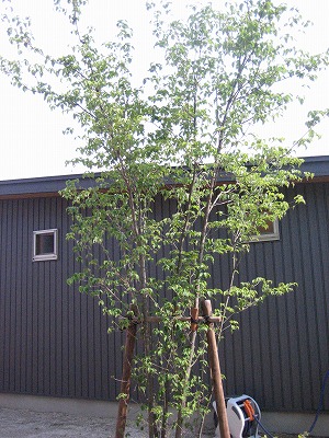 e0051142_2401254.jpg