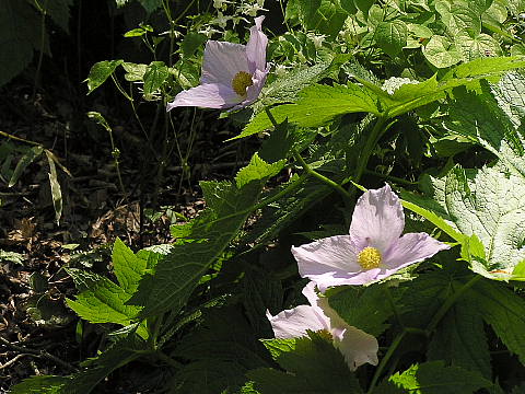 六甲高山植物園ー１_c0051143_2356315.jpg