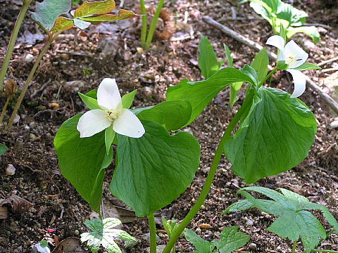 六甲高山植物園ー１_c0051143_23565275.jpg