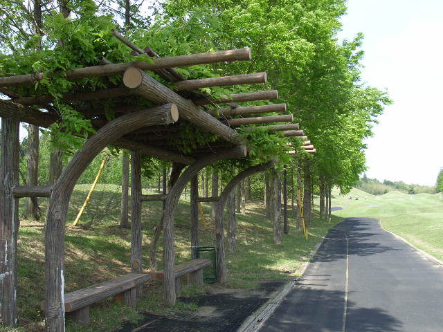 5月5日(土) 新緑もみじ_d0082944_22555739.jpg