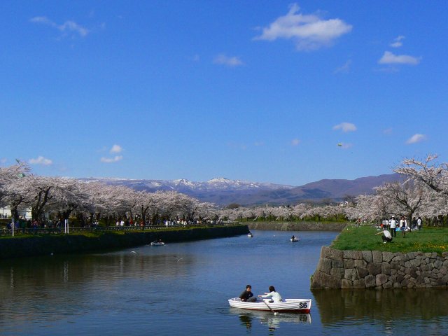 五稜郭の桜が満開_f0124144_18113581.jpg