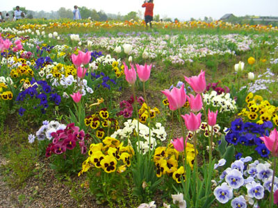 春のお花いっぱい♪_c0115145_2205276.jpg
