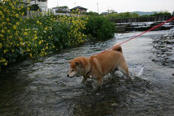 またまた復活~♪_c0049950_031194.jpg