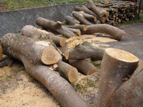 f0043750_04810.jpg