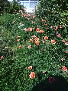 ☆しぜんのつくりもの☆_c0092953_5311239.jpg