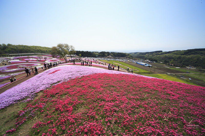 芝桜と菜の花_d0122257_194407.jpg