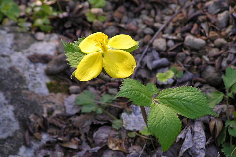 六甲高山植物園(4)_a0030958_11222490.jpg