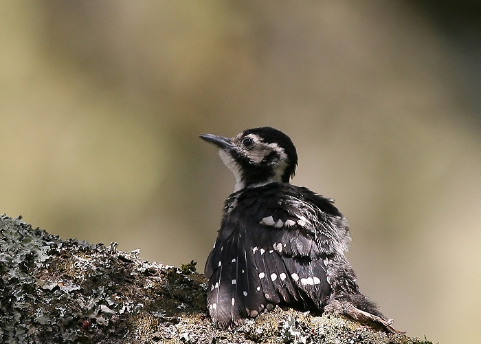 オオアカゲラ－巣立ち雛_f0132959_9112631.jpg