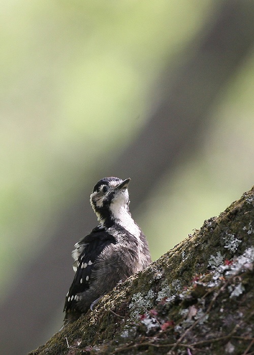 オオアカゲラ－巣立ち雛_f0132959_91286.jpg