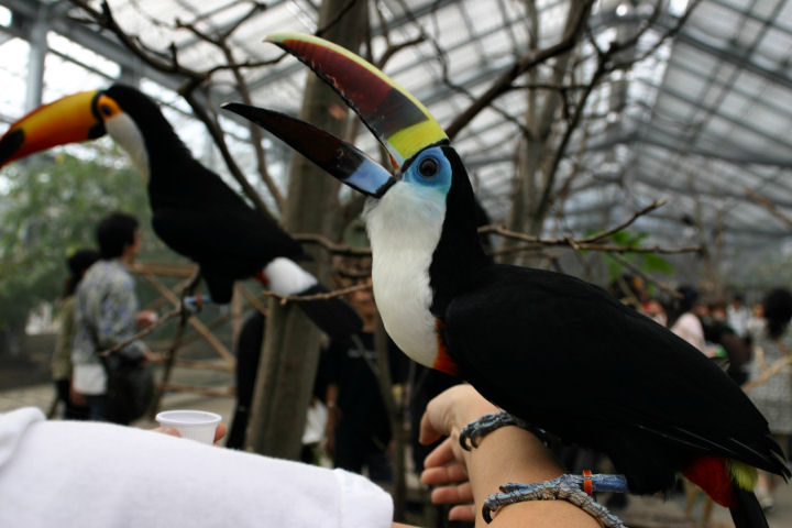 神戸花鳥園_d0079373_23131828.jpg