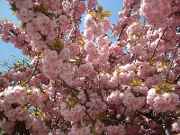 a0027277_10650.jpg
