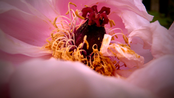花のいのち_d0027878_447334.jpg