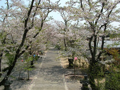 宇部護国神社　神社にも～咲くLOVE～♪_f0004581_1743519.jpg