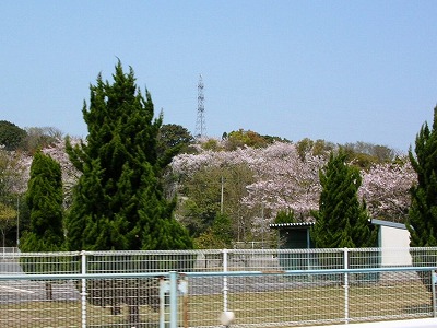 宇部護国神社　神社にも～咲くLOVE～♪_f0004581_1753954.jpg