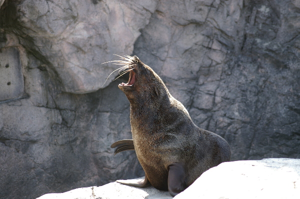 ズーラシアで動物写真_a0077690_22455876.jpg