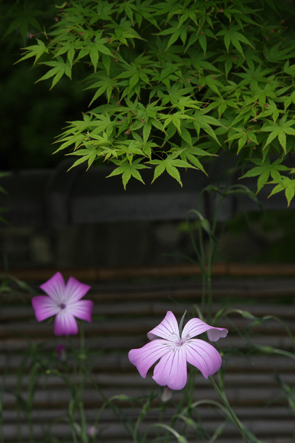 箱崎花庭園の花たち６－完_c0007190_230554.jpg