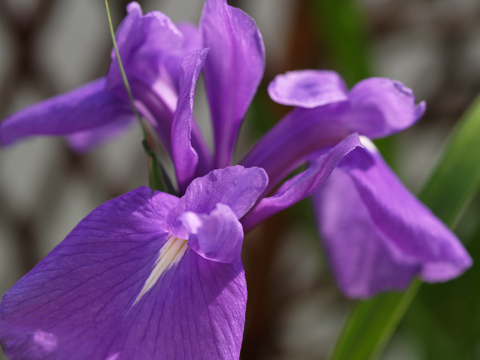 カキツバタ_b0053192_1671425.jpg