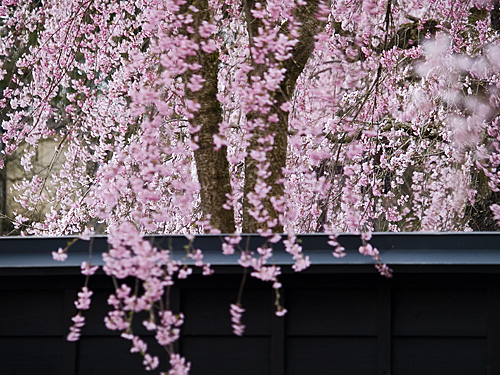 みちのく桜紀行、、、№２《角館・小岩井農場一本桜・北上展勝地》_c0008502_11545889.jpg