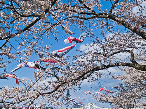 みちのく桜紀行、、、№２《角館・小岩井農場一本桜・北上展勝地》_c0008502_1253689.jpg