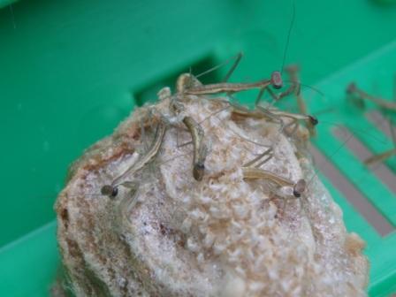 カマキリの誕生_b0049307_2230229.jpg