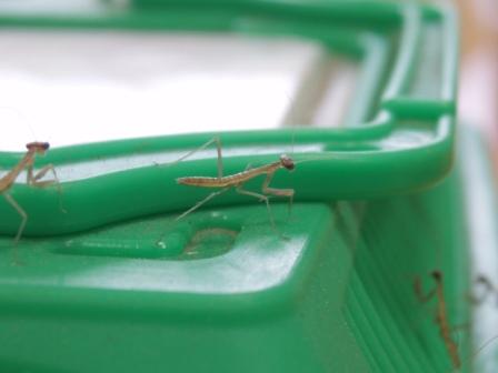 カマキリの誕生_b0049307_22305295.jpg