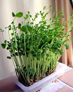 f0036716_17142427.jpg