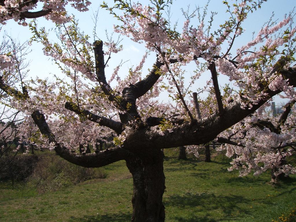 デジカメ持って花見に_b0016017_15183452.jpg