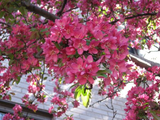 花ざかり_e0101819_2215298.jpg