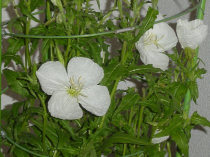 b0089323_177267.jpg