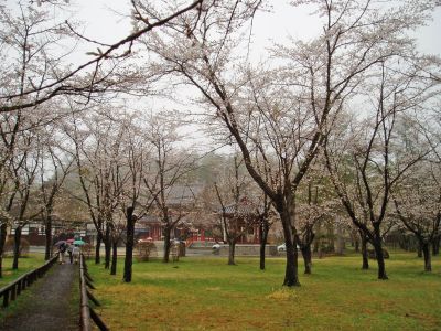 蓼科湖畔・聖光寺・桜情報（３）_d0102327_2312085.jpg