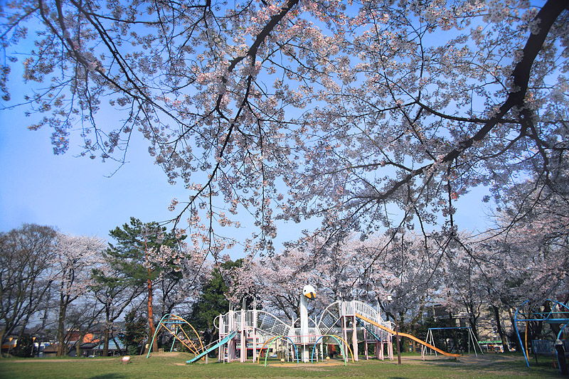 桜旅　4月20日編パート4　“阿賀野市水原地区 天朝山公園”_f0088429_2102226.jpg