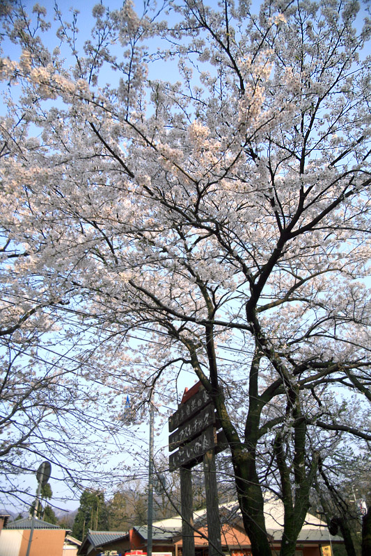 桜旅　4月20日編パート4　“阿賀野市水原地区 天朝山公園”_f0088429_2545211.jpg