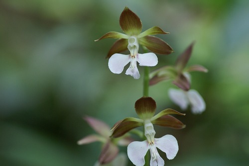 エビネ ラン科 気まぐれな植物図鑑