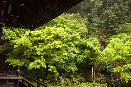 洛南・宇治散策(4)～三室戸寺_c0057946_17193558.jpg