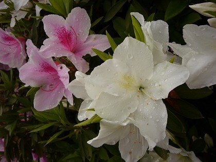 c0057946_1725795.jpg
