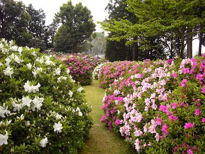 洛南・宇治散策(4)～三室戸寺_c0057946_17281826.jpg