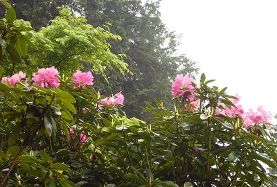 洛南・宇治散策(4)～三室戸寺_c0057946_17294659.jpg