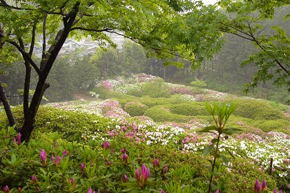 洛南・宇治散策(4)～三室戸寺_c0057946_1733277.jpg