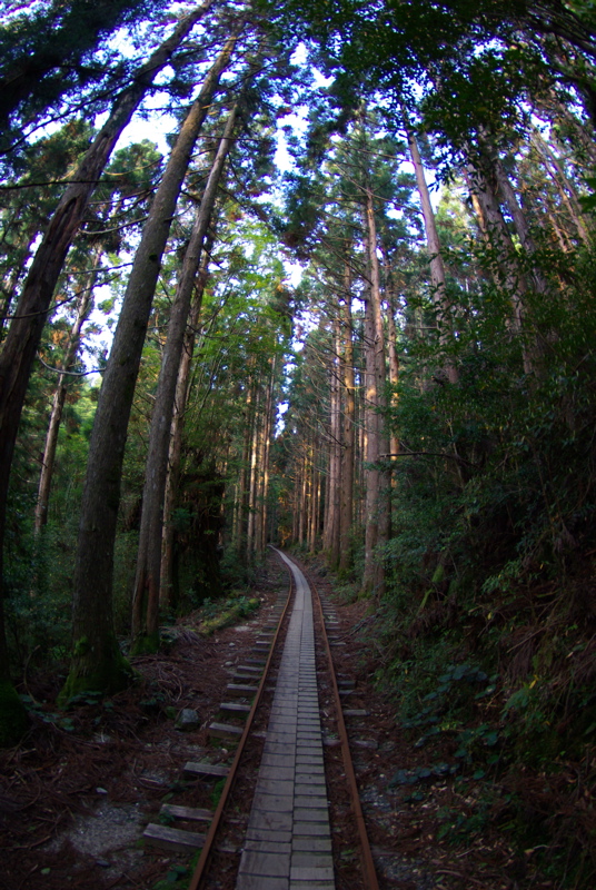 ４月２９日　ギョガンDE屋久島２（ウィルソン株まで）_a0009554_2051826.jpg