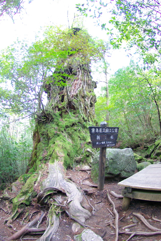 ４月２９日　ギョガンDE屋久島２（ウィルソン株まで）_a0009554_2102291.jpg