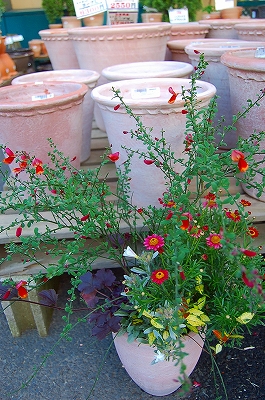 カインズホーム昭島店 Kusakiの この植物をお買い カインズホーム昭島店 Kusakiの この植物をお買い