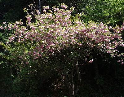 f0073059_114032.jpg
