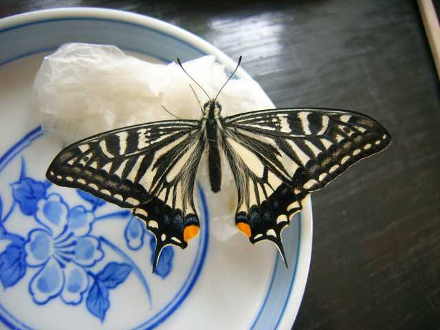 我が家のアゲハ蝶 タニヤンのなんでも 我が家のアゲハ蝶 タニヤンのなんでも