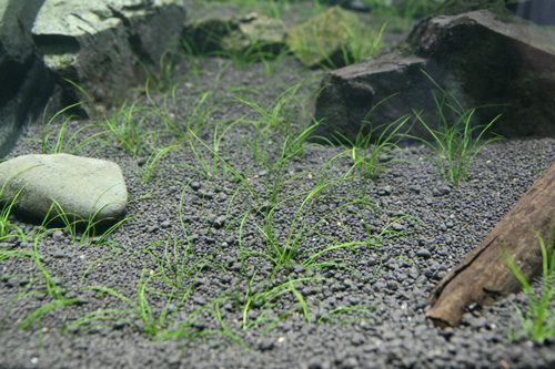 やっとこさ120cm水槽水草の植栽完了！_d0055262_20102245.jpg