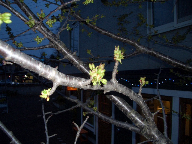 d0098665_19583291.jpg