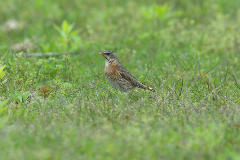 c0096278_9525325.jpg